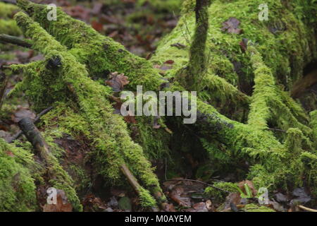 Niederlassungen und Baumstamm ganz bedeckt mit Moos Stockfoto
