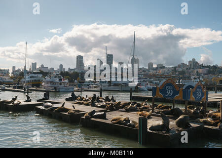 SAN FRANCISCO - ca. November 2017: Seelöwen am Pier 39 in sonnigen Tag Stockfoto