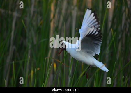 Die kleine Möwe (Larus Minutus) im Flug auf dem grünen Rasen Sonnenuntergang Hintergrund. Hintergrundbeleuchtung Stockfoto