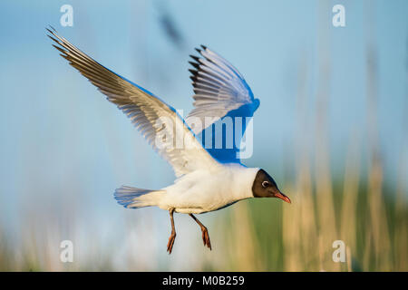 Eine schwarze Überschrift Möwe im Flug. (Larus ridibundus). Sonnenuntergang. Russland Stockfoto