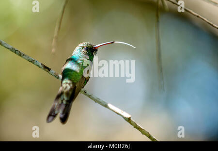 Kubanische Emerald Hummingbird (Chlorostilbon Ricordii), Ciénaga de Zapata, Kuba Stockfoto