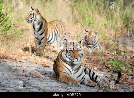 Tigerin und Jungen. An einem sonnigen Tag die Tigerin liegt auf einer Waldlichtung. Indien. Bandhavgarh National Park Stockfoto