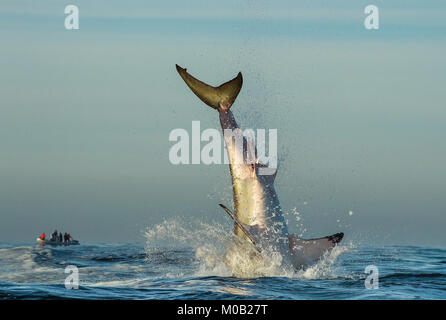 Springen Great White Shark. Schwanz des gesprungen - die Weißen Hai (Carcharodon carcharias) Stockfoto