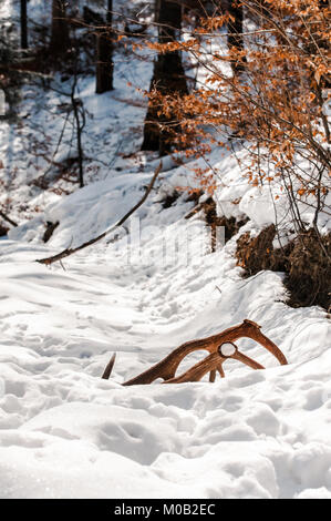 Hirschgeweihe auf dem Boden in der Nähe von Forest am frühen Frühling gedumpten Stockfoto