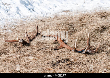 Hirschgeweihe auf dem Boden in der Nähe von Forest am frühen Frühling gedumpten Stockfoto