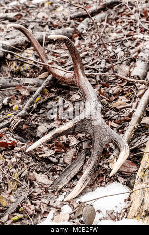 Hirschgeweihe auf dem Boden in der Nähe von Forest am frühen Frühling gedumpten Stockfoto