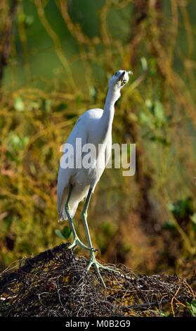 Nach Little Blue Heron (Egretta caerulea) (White Morph) auf natürlichen Hintergrund, Kuba Stockfoto