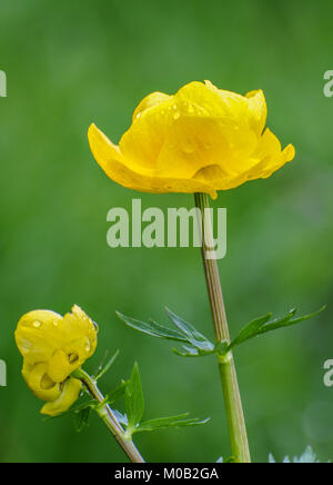 Kingcup - Caltha palustris - gelbe Blume auf grünem Hintergrund Stockfoto