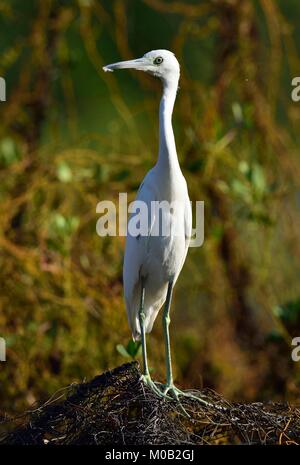 Nach Little Blue Heron (Egretta caerulea) (White Morph) auf natürlichen Hintergrund, Kuba Stockfoto