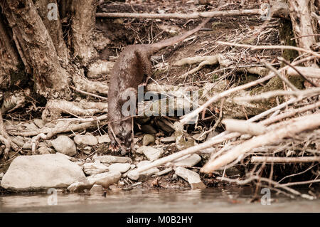 Fischotter an einem Flussufer Stockfoto