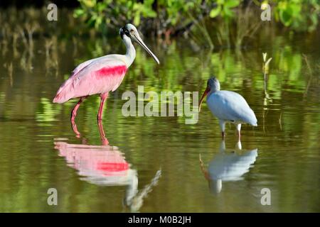 Die rosige Löffler, Platalea Ajaja (manchmal in eine eigene Gattung Ajaja platziert) Stockfoto