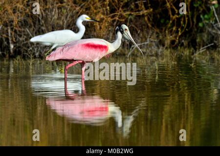 Die rosige Löffler, Platalea Ajaja (manchmal in eine eigene Gattung Ajaja platziert) Stockfoto