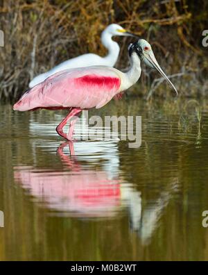 Die rosige Löffler, Platalea Ajaja (manchmal in eine eigene Gattung Ajaja platziert) Stockfoto