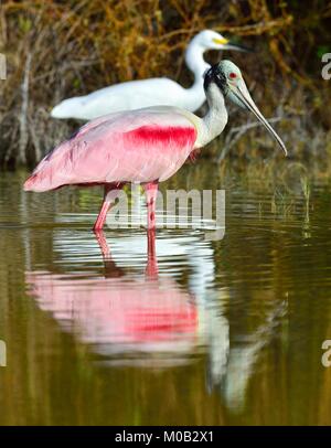 Die rosige Löffler, Platalea Ajaja (manchmal in eine eigene Gattung Ajaja platziert) Stockfoto