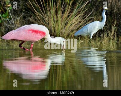 Die rosige Löffler, Platalea Ajaja (manchmal in eine eigene Gattung Ajaja platziert) Stockfoto