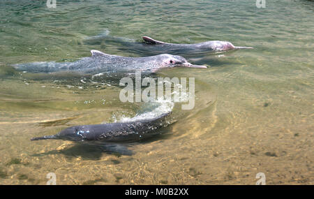 Sehr seltenen rosa Delphine, während einer Show in Underwater World Singapore Stockfoto