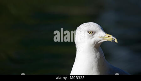 Möwe Kopf Nahaufnahme über dunklen Hintergrund Stockfoto