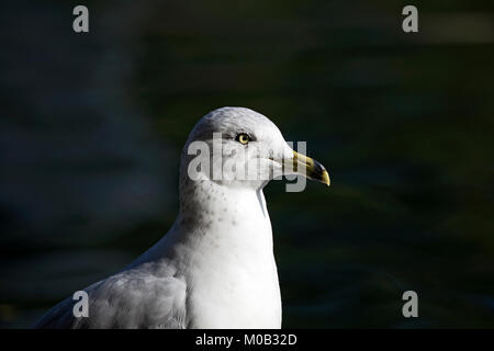 Möwe Kopf Nahaufnahme über dunklen Hintergrund Stockfoto