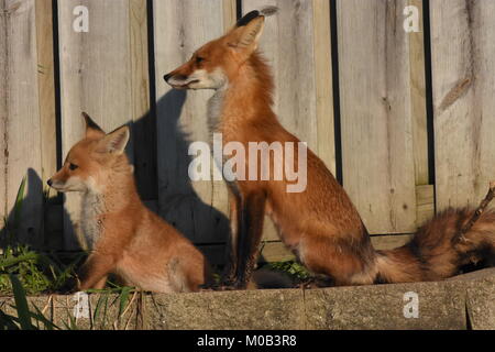 Red Foxes (Vulpes vulpes) für die Mahlzeit zu Hause warten Stockfoto