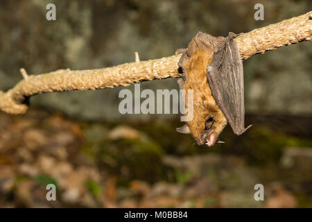 Eine Große braune Fledermaus hängend Rebe gerade außerhalb der Höhle. Stockfoto