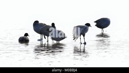 Der eurasischen Blässhuhn (Fulica atra). Natürliche Wasser Hintergrund. Stockfoto