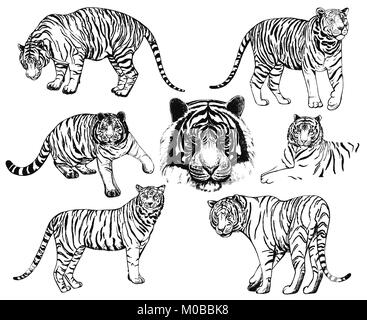 Satz von Hand gezeichnete Skizze stil Tiger. Vector Illustration auf weißem Hintergrund. Stock Vektor