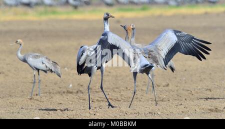 Krane Tanz in das Feld ein. Der Kranich (Grus Grus), auch als der Eurasischen Kran bekannt. Stockfoto