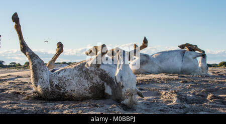 Die weißen Pferde Rolle in Sand und Staub. Weiße Camargue Pferde auf seinen Lebensraum Parc Regional de Camargue - Provence, Frankreich Stockfoto