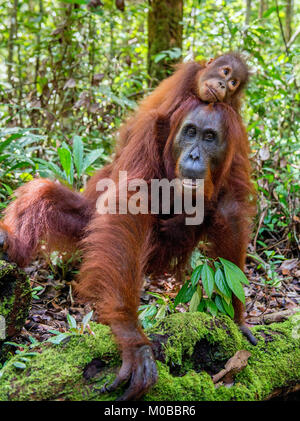 Von der Mutter zurück. Cub von Orang-utan auf Mutter zurück in grünen Regenwald. Natürlicher Lebensraum. Bornesischen Orang-utan (Pongo pygmaeus wurmbii) in der wilden Natur Stockfoto