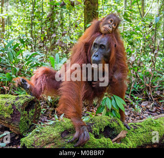 Von der Mutter zurück. Cub von Orang-utan auf Mutter zurück in grünen Regenwald. Natürlicher Lebensraum. Bornesischen Orang-utan (Pongo pygmaeus wurmbii) in der wilden Natur Stockfoto