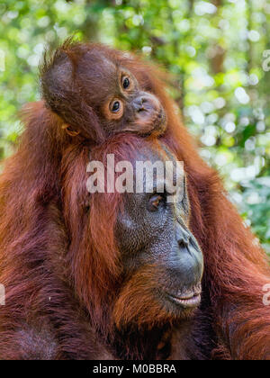 Von der Mutter zurück. Cub von Orang-utan auf Mutter zurück in grünen Regenwald. Natürlicher Lebensraum. Bornesischen Orang-utan (Pongo pygmaeus wurmbii) in der wilden Natur Stockfoto