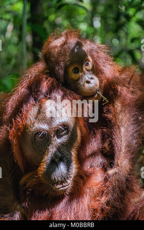 Von der Mutter zurück. Cub von Orang-utan auf Mutter zurück in grünen Regenwald. Natürlicher Lebensraum. Bornesischen Orang-utan (Pongo pygmaeus wurmbii) in der wilden Natur Stockfoto