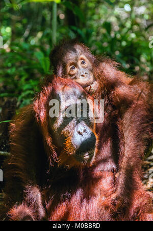 Von der Mutter zurück. Cub von Orang-utan auf Mutter zurück in grünen Regenwald. Natürlicher Lebensraum. Bornesischen Orang-utan (Pongo pygmaeus wurmbii) in der wilden Natur Stockfoto