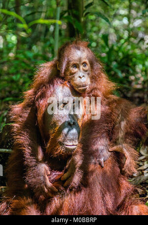 Von der Mutter zurück. Cub von Orang-utan auf Mutter zurück in grünen Regenwald. Natürlicher Lebensraum. Bornesischen Orang-utan (Pongo pygmaeus wurmbii) in der wilden Natur Stockfoto