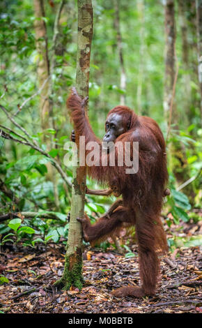 Von der Mutter zurück. Cub von Orang-utan auf Mutter zurück in grünen Regenwald. Natürlicher Lebensraum. Bornesischen Orang-utan (Pongo pygmaeus wurmbii) in der wilden Natur Stockfoto