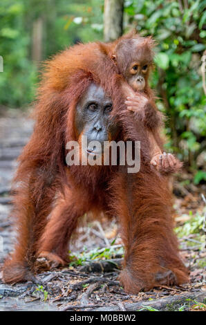 Von der Mutter zurück. Cub von Orang-utan auf Mutter zurück in grünen Regenwald. Natürlicher Lebensraum. Bornesischen Orang-utan (Pongo pygmaeus wurmbii) in der wilden Natur Stockfoto