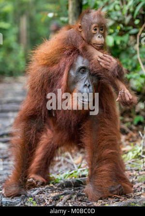 Von der Mutter zurück. Cub von Orang-utan auf Mutter zurück in grünen Regenwald. Natürlicher Lebensraum. Bornesischen Orang-utan (Pongo pygmaeus wurmbii) in der wilden Natur Stockfoto