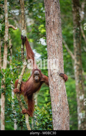 Junge männliche des Bornesischen Orang-utan im Baum einen natürlichen Lebensraum. Bornesischen Orang-utan (Pongo pygmaeus wurmbii) in der wilden Natur. Regenwald der Insel Stockfoto