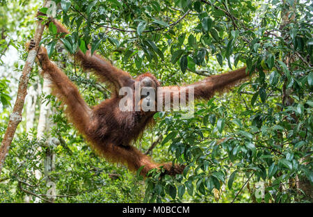 Bornesischen Orang-utan im Baum unter Regen in der wilden Natur. Zentrale bornesischen Orang-utan (Pongo pygmaeus wurmbii) auf dem Baum im natürlichen Lebensraum. Trop Stockfoto
