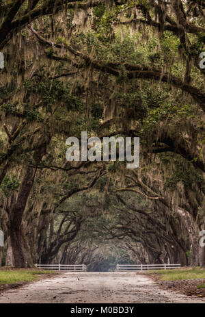 Unbefestigte Straße durch Tor unter Live Eichen Vetical Bild Stockfoto