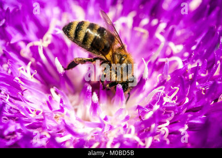 Stokesia laevis Honeysong Purple Stokesia Blume Honey Biene auf Blume Nahaufnahme Bienensuche Closeup APIs mellifera Insekten Europäische Honey Biene Fütterung Stockfoto