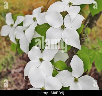 Weiße Blüten im Garten Stockfoto