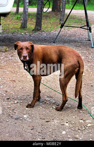 Ein Hund, der bestraft worden ist, sehr traurig Stockfoto