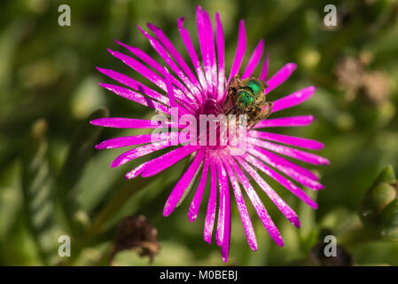 Nahaufnahme einer metallisch grün/blau Fliegen thront auf einem rosa Blume mit einem grünen unscharf Hintergrund. Stockfoto