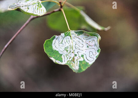 Ein Baum befallen mit Blatt miner Insekten Stockfoto