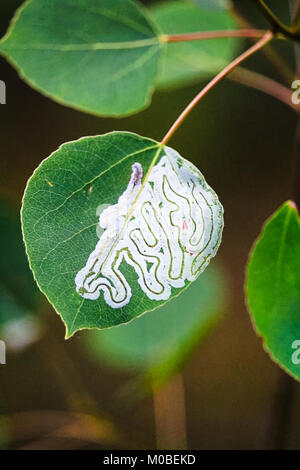 Ein Baum befallen mit Blatt miner Insekten Stockfoto