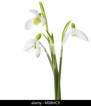 Drei snowdrop Blumen auf weißem Hintergrund Stockfoto