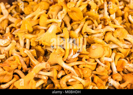 Verkauf der Pilze auf dem Bauernhof Markt Stockfoto