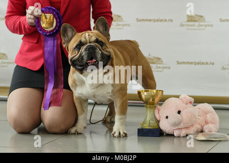 St. Petersburg, Russland - 23 April, 2017: Eigentümer mit ihrem Bulldog auf den Hund zeigen Frühling Petersburg 2017. Diese internationale Hundeausstellung ist für den 15. Stockfoto