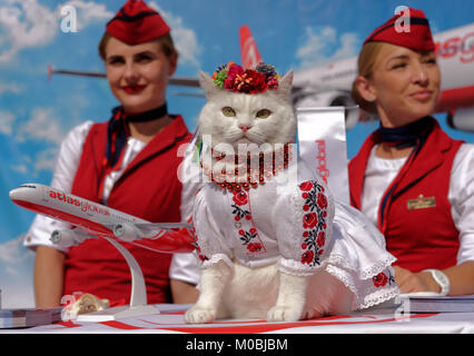 Kiew, Ukraine - 1. Oktober 2016: Weiße Katze in ukrainischer Nationaltracht gekleidet und Blume Kopfschmuck in der Förderung der türkischen Luftverkehrsgesellschaft Atlas Global Stockfoto